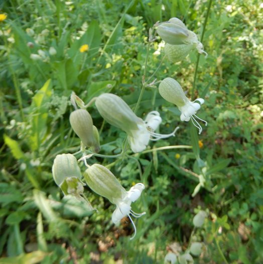 Silene vulgaris